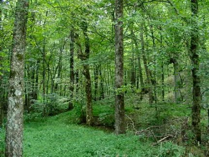 Tennessee Vacant Land - Woodland - 1584