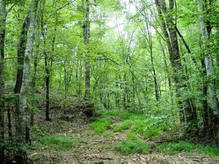 Tennessee Vacant Land - Woods on property - 1584