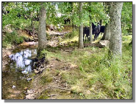 Tennessee Farm Property - 1616 - creek 2