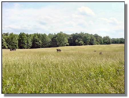 Tennessee Farm Property - 1616 - field 1
