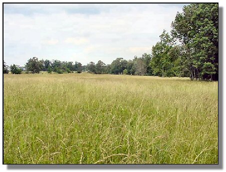 Tennessee Farm Property - 1616 - field 3