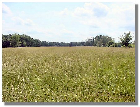 Tennessee Farm Property - 1616 - field 7