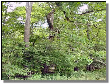 Tennessee Farm Property - 1616 - woods 3