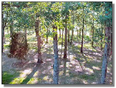 Tennessee Real Estate - Farmette Property - 1628 - View from bedroom